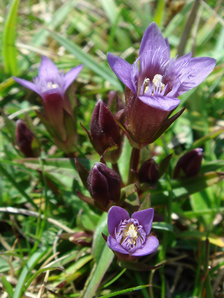 Early English Gentian