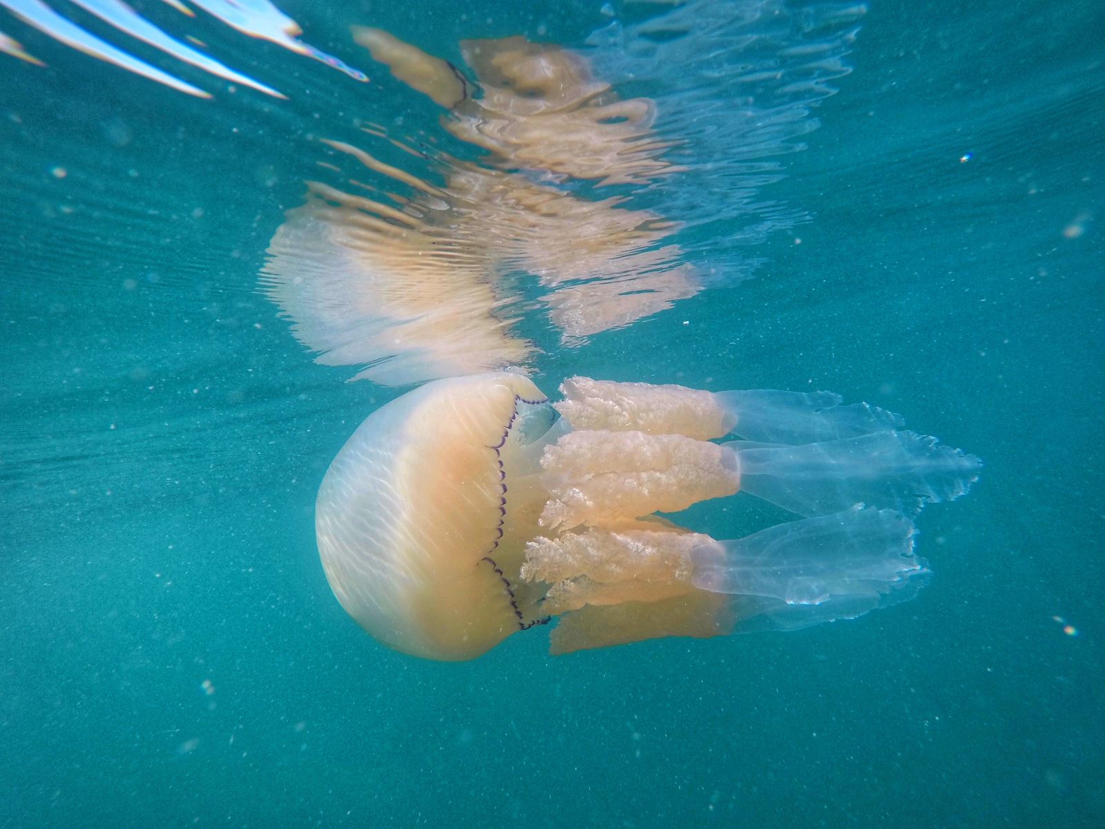 Barrel Jellyfish swimming in sea