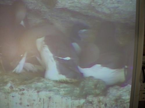 Guillemot with chick