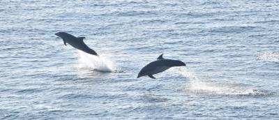 Durlston and the Sea Exhibition 