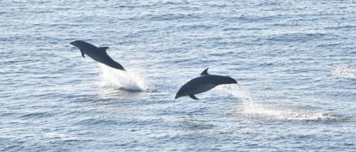 Durlston and the Sea Exhibition 