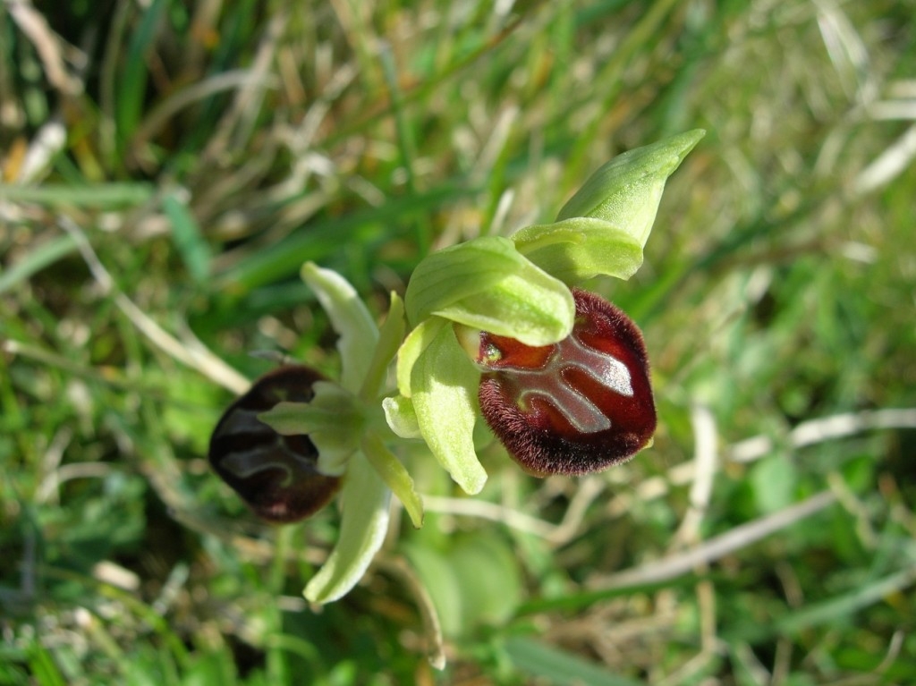 Early Spider Orchids and Other Spring Flowers Guided Walk