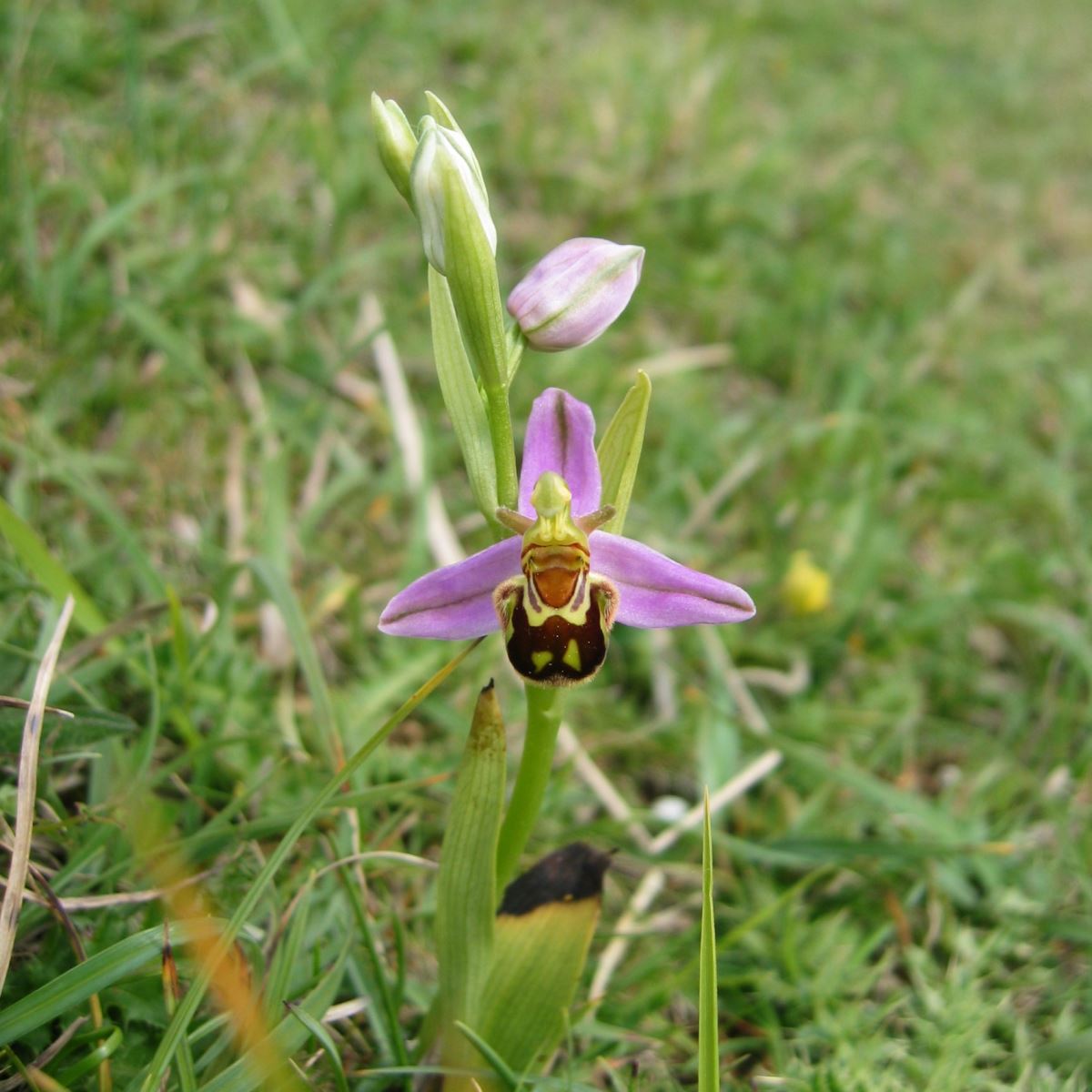 Bee Orchid_AWebb1